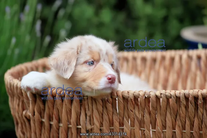 : Australian Shepherd domestic dog (Canis lupus familiaris) : Australian Shepherd domestic dog (Canis lupus familiaris)