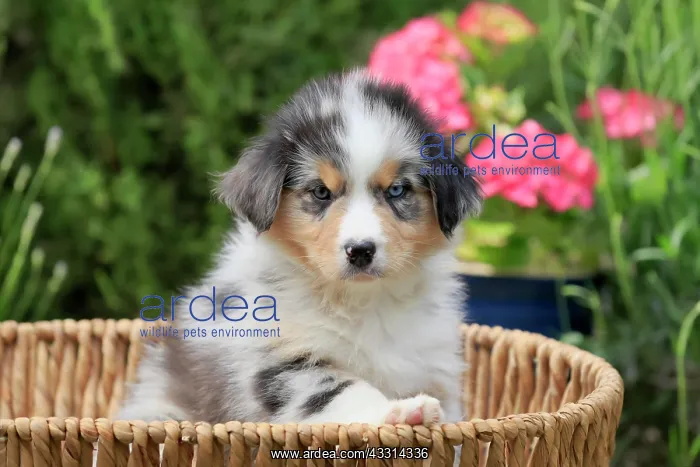 : Australian Shepherd domestic dog (Canis lupus familiaris) : Australian Shepherd domestic dog (Canis lupus familiaris)