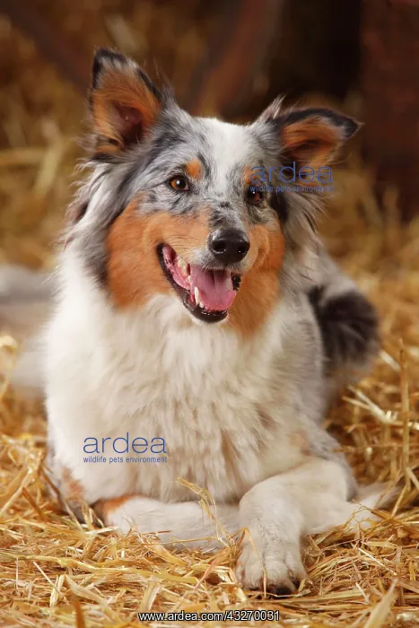 : Australian Shepherd, female, blue-merle, animal : Australian Shepherd, female, blue-merle, animal