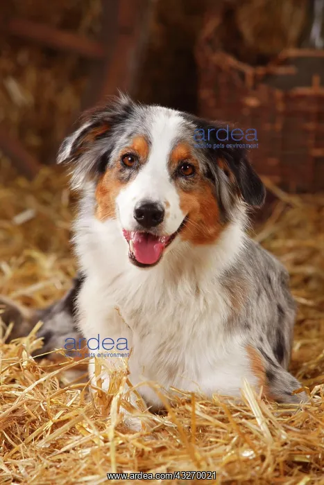 : Australian Shepherd, female, blue-merle, lying on : Australian Shepherd, female, blue-merle, lying on