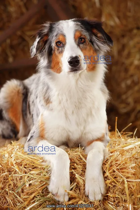 : Australian Shepherd, female, blue-merle, lying on : Australian Shepherd, female, blue-merle, lying on