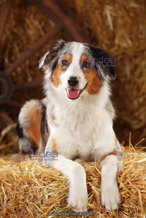 : Australian Shepherd, female, blue-merle, lying on : Australian Shepherd, female, blue-merle, lying on