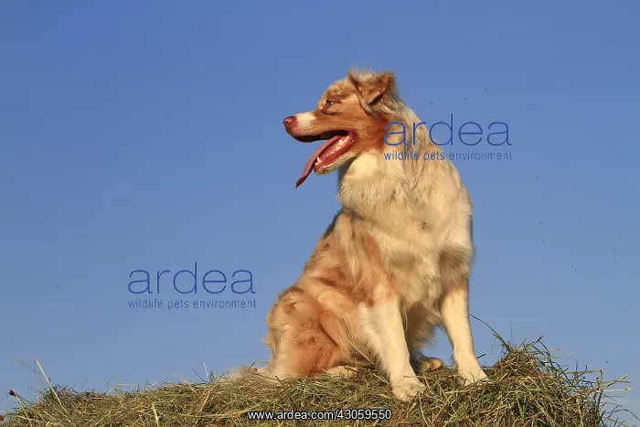 : Australian shepherd on a haystack France : Australian shepherd on a haystack France