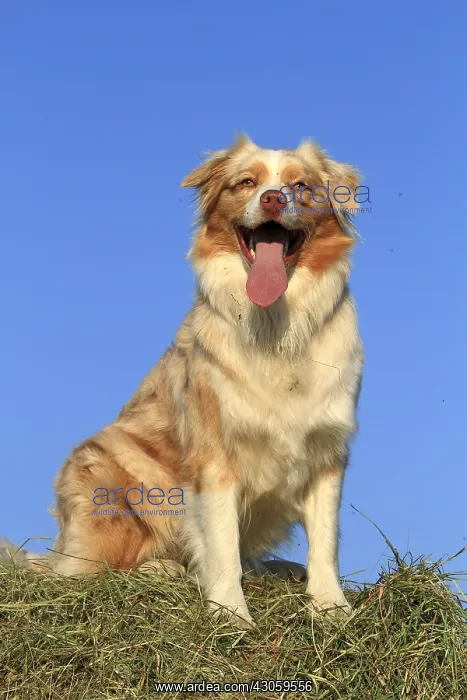 : Australian shepherd on a haystack France : Australian shepherd on a haystack France