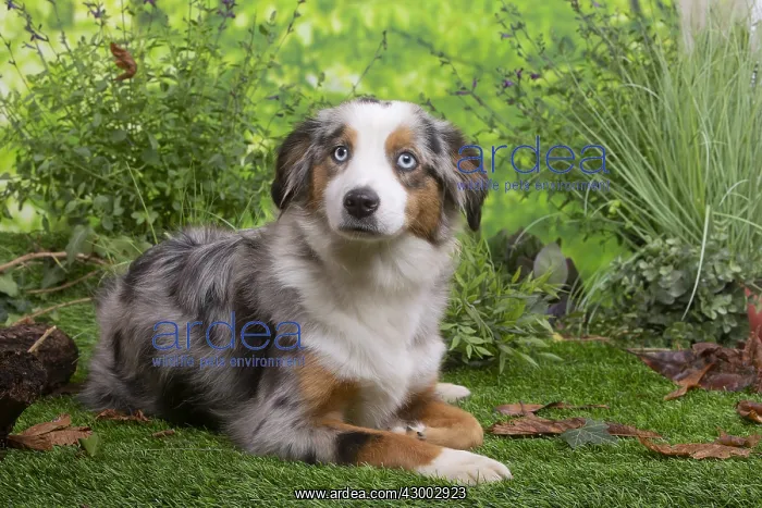 : Australian Shepherd lying down outside : Australian Shepherd lying down outside
