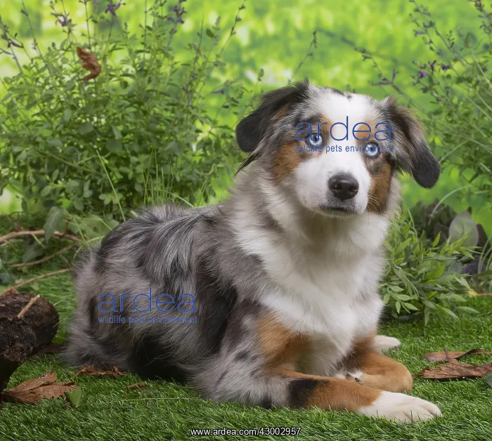 : Australian Shepherd lying down outside : Australian Shepherd lying down outside