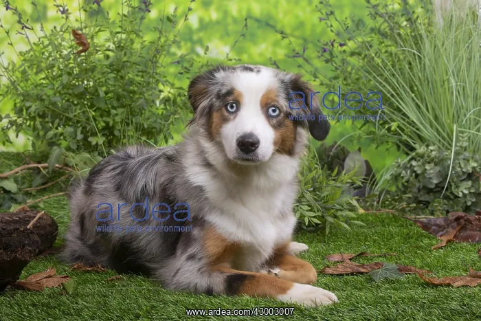 : Australian Shepherd lying down outside : Australian Shepherd lying down outside