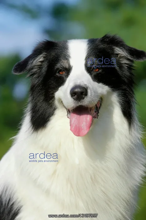 : Australian Shepherd, male 6 years portrait in the : Australian Shepherd, male 6 years portrait in the