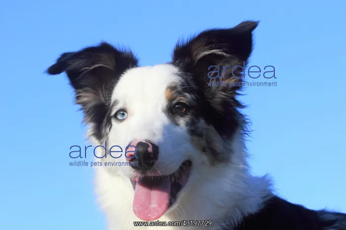 : Australian Shepherd male, blue merle 5 months, portrait : Australian Shepherd male, blue merle 5 months, portrait
