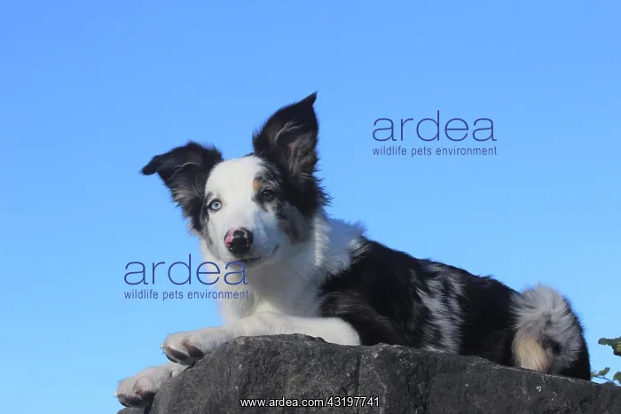 : Australian Shepherd male, blue merle, 5 months : Australian Shepherd male, blue merle, 5 months