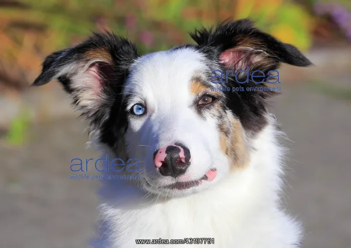 : Australian Shepherd male, blue merle 5 months, portrait : Australian Shepherd male, blue merle 5 months, portrait
