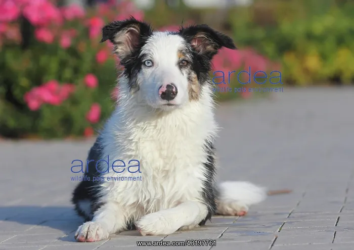 : Australian Shepherd male, blue merle 5 months, Germany : Australian Shepherd male, blue merle 5 months, Germany