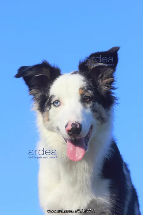 : Australian Shepherd male, blue merle 5 months, portrait : Australian Shepherd male, blue merle 5 months, portrait