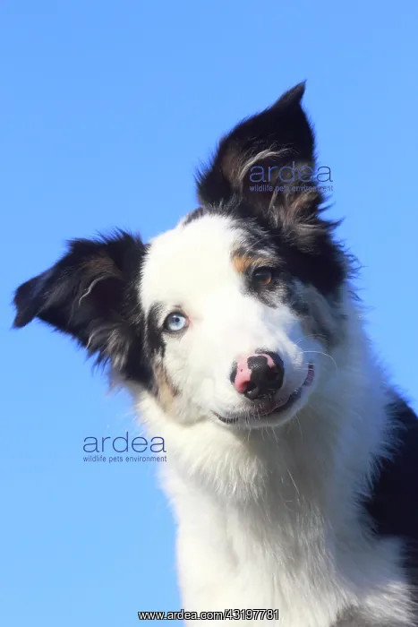 : Australian Shepherd male, blue merle 5 months, portrait : Australian Shepherd male, blue merle 5 months, portrait
