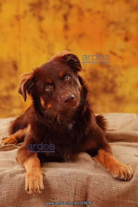 : Australian Shepherd, male, red, looks faithful : Australian Shepherd, male, red, looks faithful