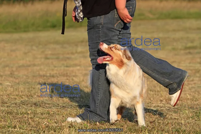 : Australian shepherd with his master in a meadow France : Australian shepherd with his master in a meadow France