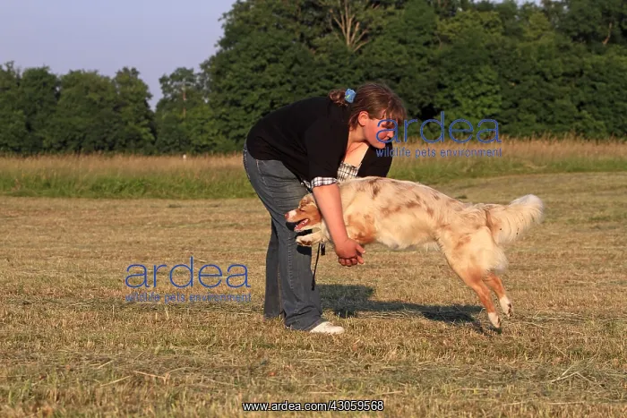 : Australian shepherd with his mistress in a meadow France : Australian shepherd with his mistress in a meadow France