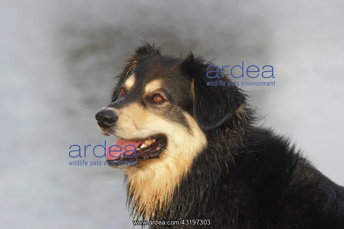 : Australian Shepherd Mix, North Rhine-Westphalia : Australian Shepherd Mix, North Rhine-Westphalia
