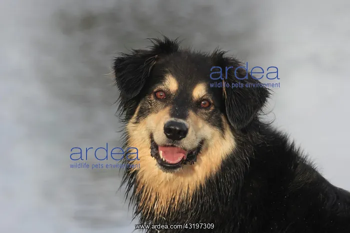 : Australian Shepherd Mix, North Rhine-Westphalia : Australian Shepherd Mix, North Rhine-Westphalia