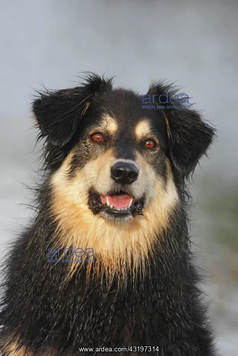  : Australian Shepherd Mix, North Rhine-Westphalia