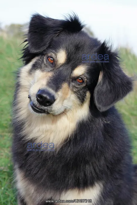 : Australian Shepherd mixed-breed dog, North Rhine-Westphalia : Australian Shepherd mixed-breed dog, North Rhine-Westphalia