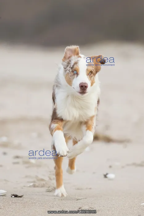 : Australian Shepherd motion : Australian Shepherd motion