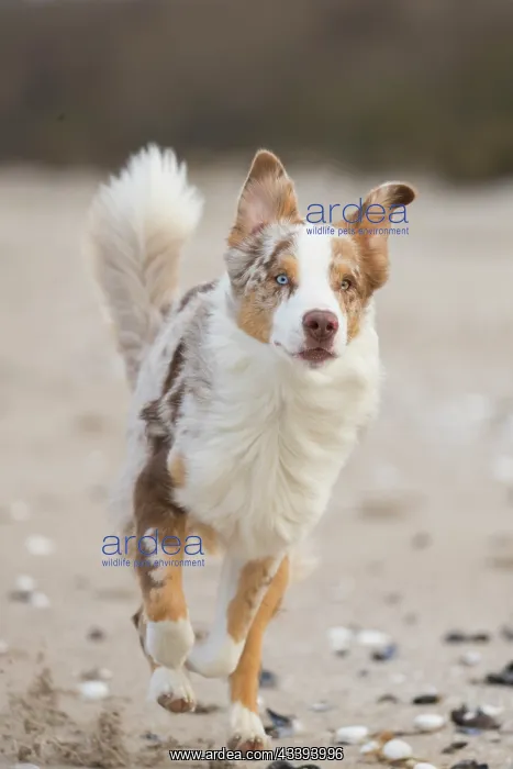 : Australian Shepherd motion : Australian Shepherd motion