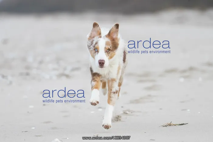 : Australian Shepherd motion : Australian Shepherd motion