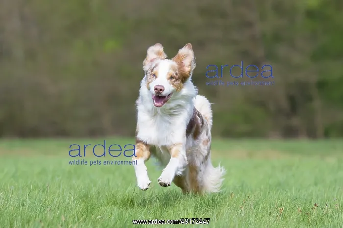 : Australian Shepherd motion : Australian Shepherd motion