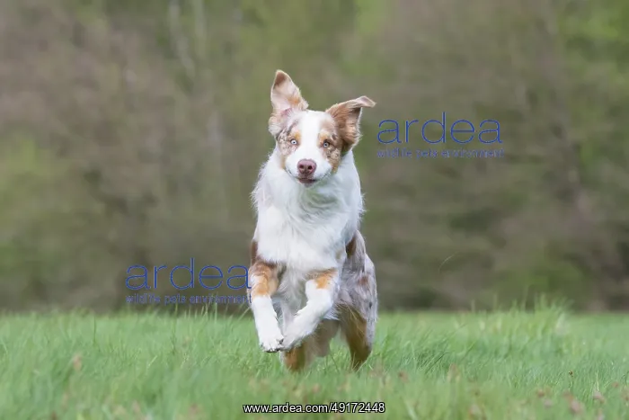 : Australian Shepherd motion : Australian Shepherd motion