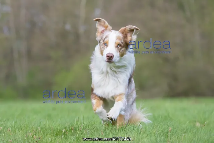 : Australian Shepherd motion : Australian Shepherd motion