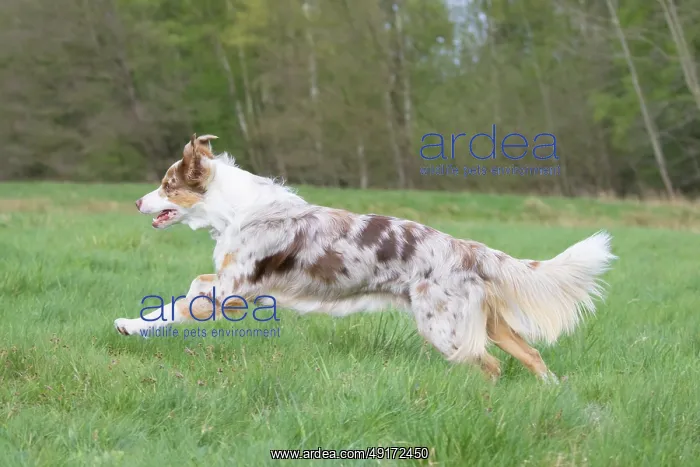 : Australian Shepherd motion : Australian Shepherd motion