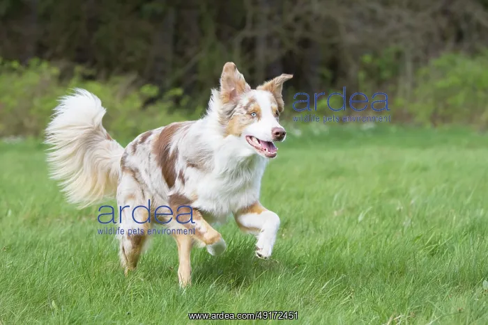 : Australian Shepherd motion : Australian Shepherd motion