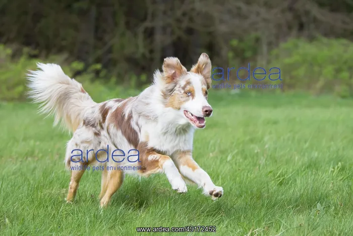 : Australian Shepherd motion : Australian Shepherd motion