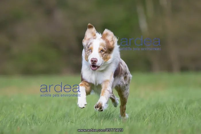 : Australian Shepherd motion : Australian Shepherd motion