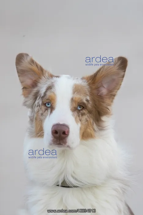: Australian Shepherd Portrait : Australian Shepherd Portrait