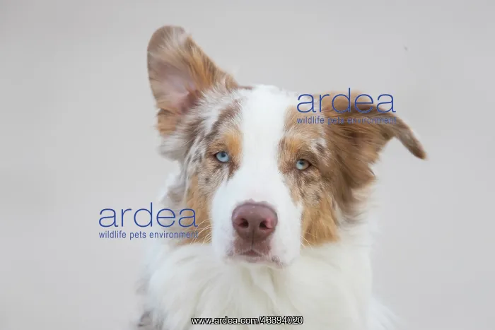 : Australian Shepherd Portrait : Australian Shepherd Portrait