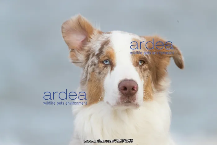: Australian Shepherd Portrait : Australian Shepherd Portrait