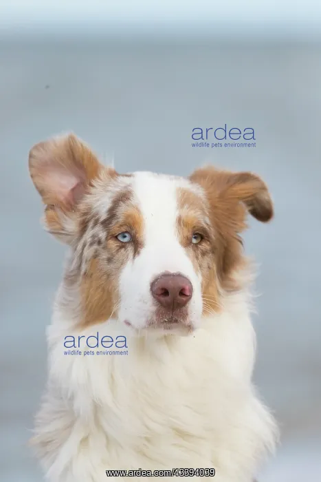 : Australian Shepherd Portrait : Australian Shepherd Portrait