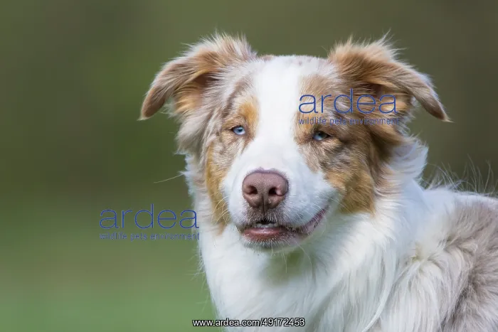 : Australian Shepherd Portrait : Australian Shepherd Portrait
