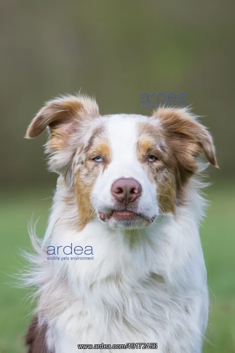 : Australian Shepherd Portrait : Australian Shepherd Portrait