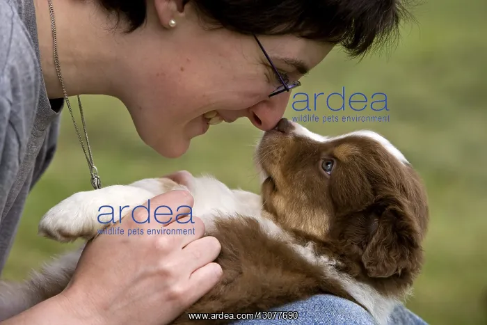 : Australian Shepherd Puppie and its boss France : Australian Shepherd Puppie and its boss France
