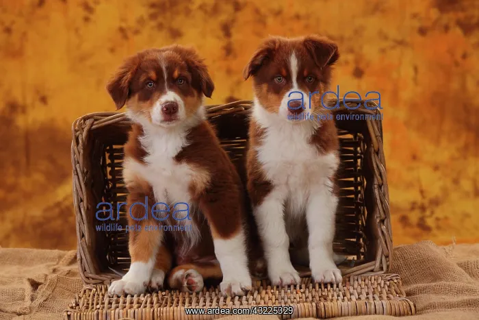 : Australian Shepherd, two puppies, 8 weeks : Australian Shepherd, two puppies, 8 weeks