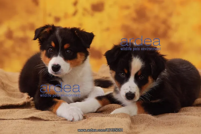 : Australian Shepherd, two puppies, 8 weeks, lying : Australian Shepherd, two puppies, 8 weeks, lying