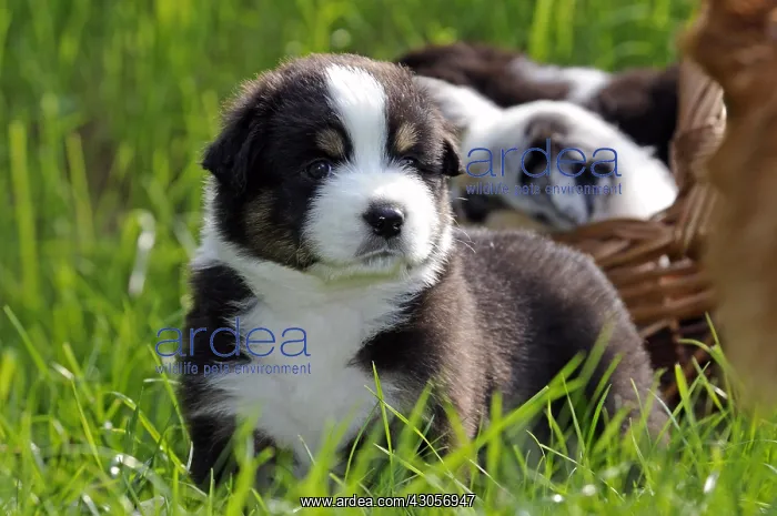 : Australian Shepherd Puppies in the grass France : Australian Shepherd Puppies in the grass France