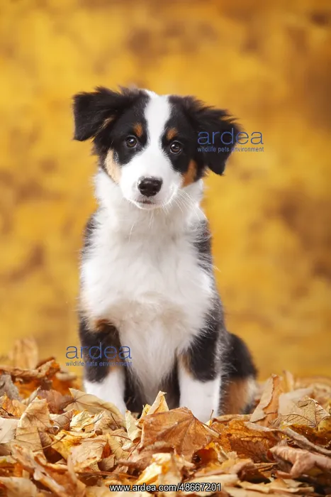 : Australian Shepherd, puppy, 13 weeks, black-tri, autumn : Australian Shepherd, puppy, 13 weeks, black-tri, autumn