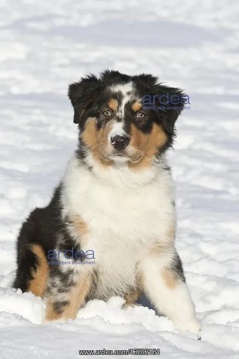  : Australian Shepherd, puppy, 3, 5 months old, sitting