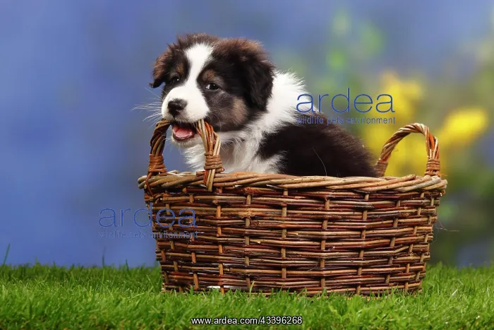 : Australian Shepherd, puppy, 7 weeks, black-tri, b : Australian Shepherd, puppy, 7 weeks, black-tri, b