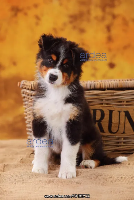 : Australian Shepherd, puppy, 8 weeks, sitting, black-tri : Australian Shepherd, puppy, 8 weeks, sitting, black-tri