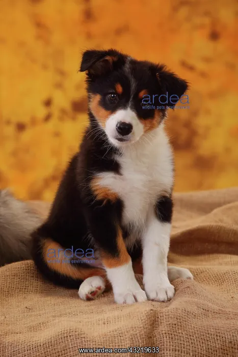 : Australian Shepherd, puppy, 8 weeks, sitting, black-tri : Australian Shepherd, puppy, 8 weeks, sitting, black-tri